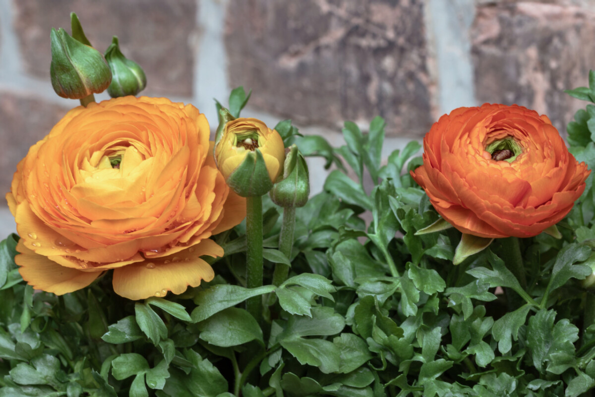 Plant-summer-bulbs-ranunculus-blooms.jpeg