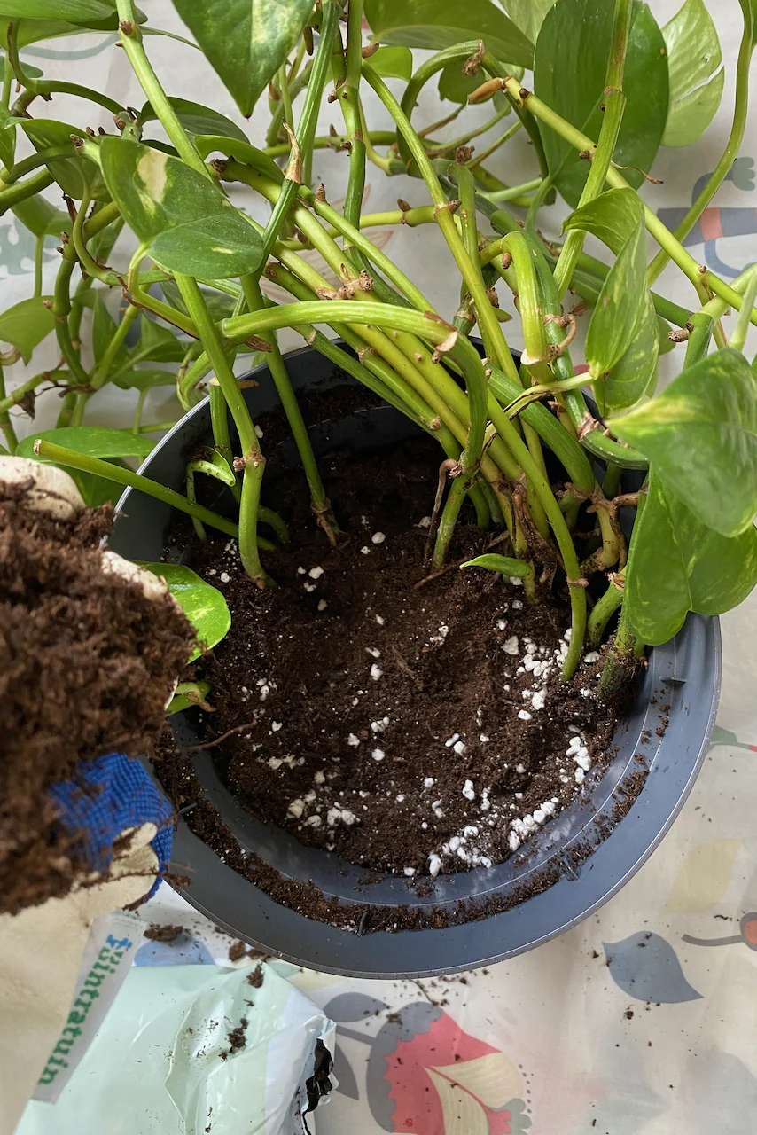 4 Times When You Should Repot Your Houseplant to a Smaller Pot