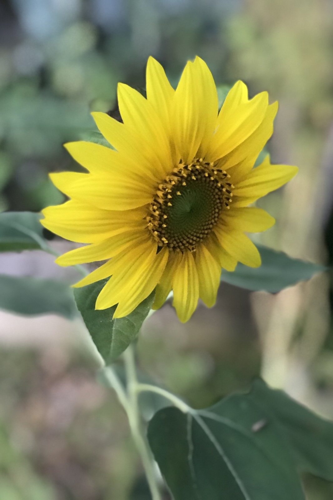 Sunflower-pepper-plants-article-edited.jpg