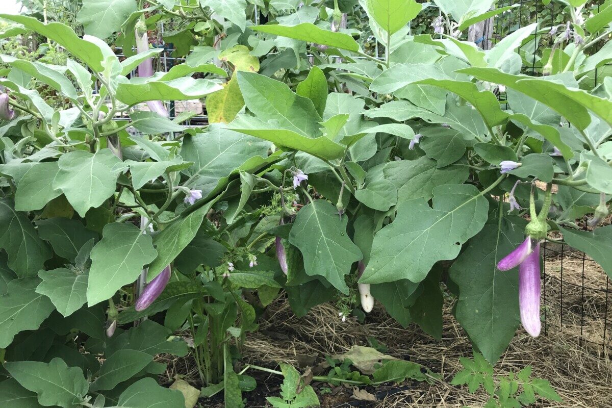 White-Bride-Eggplant-edited.jpg