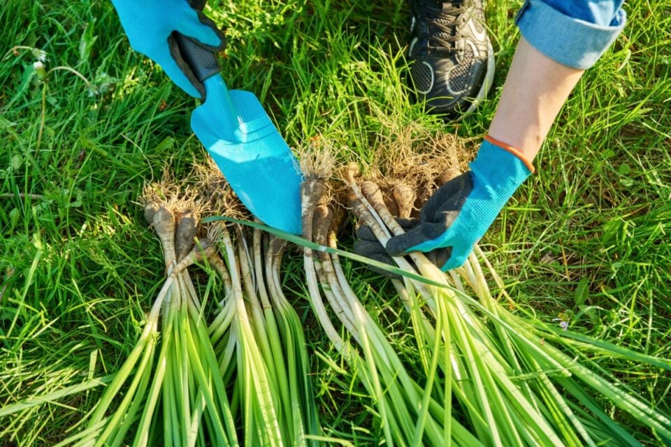 Blind Daffodils 3 Reasons Your Daffodils Aren't Flowering & How To Fix It
