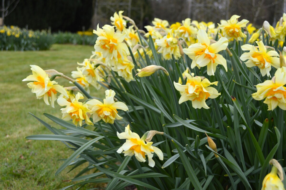Clump of daffodils in a garden