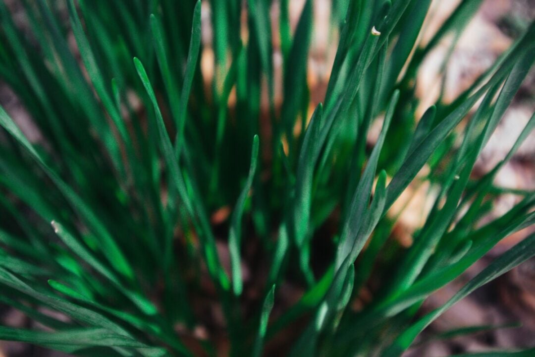 Blind Daffodils 3 Reasons Your Daffodils Aren't Flowering & How To Fix It