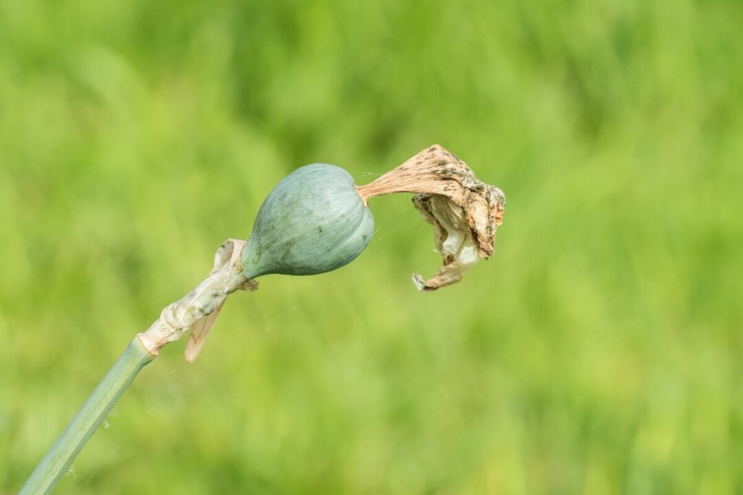 Blind Daffodils 3 Reasons Your Daffodils Aren't Flowering & How To Fix It