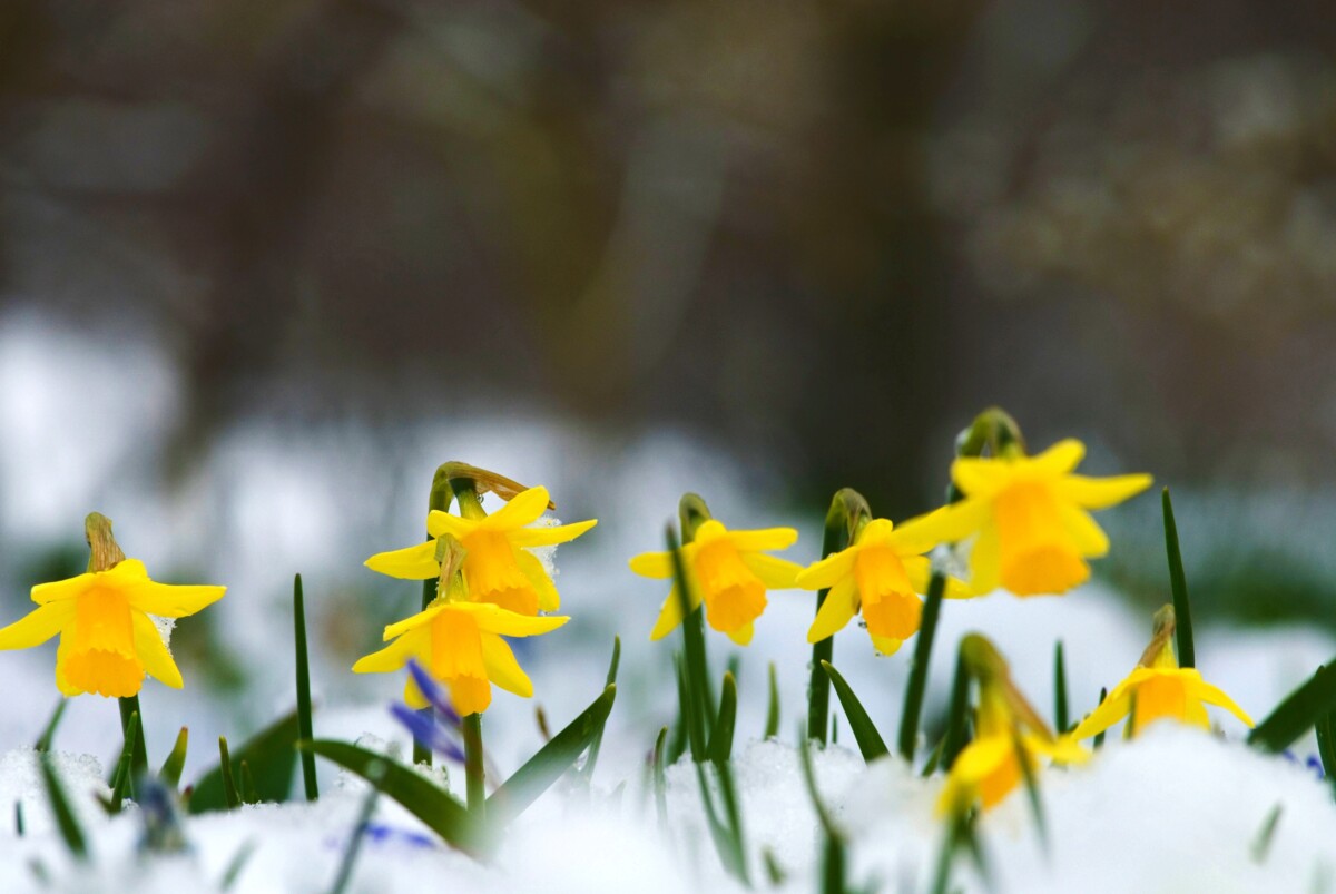 Daffodils growing in snow