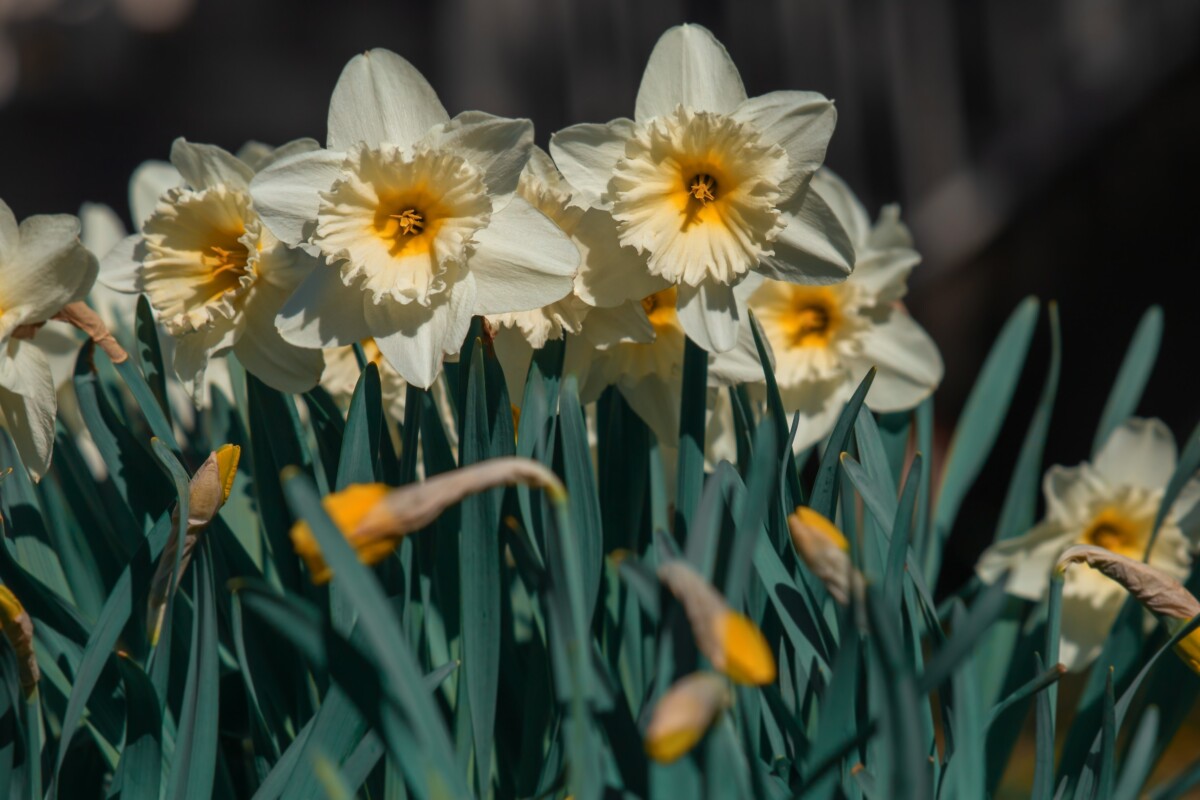 Pale yellow daffodils