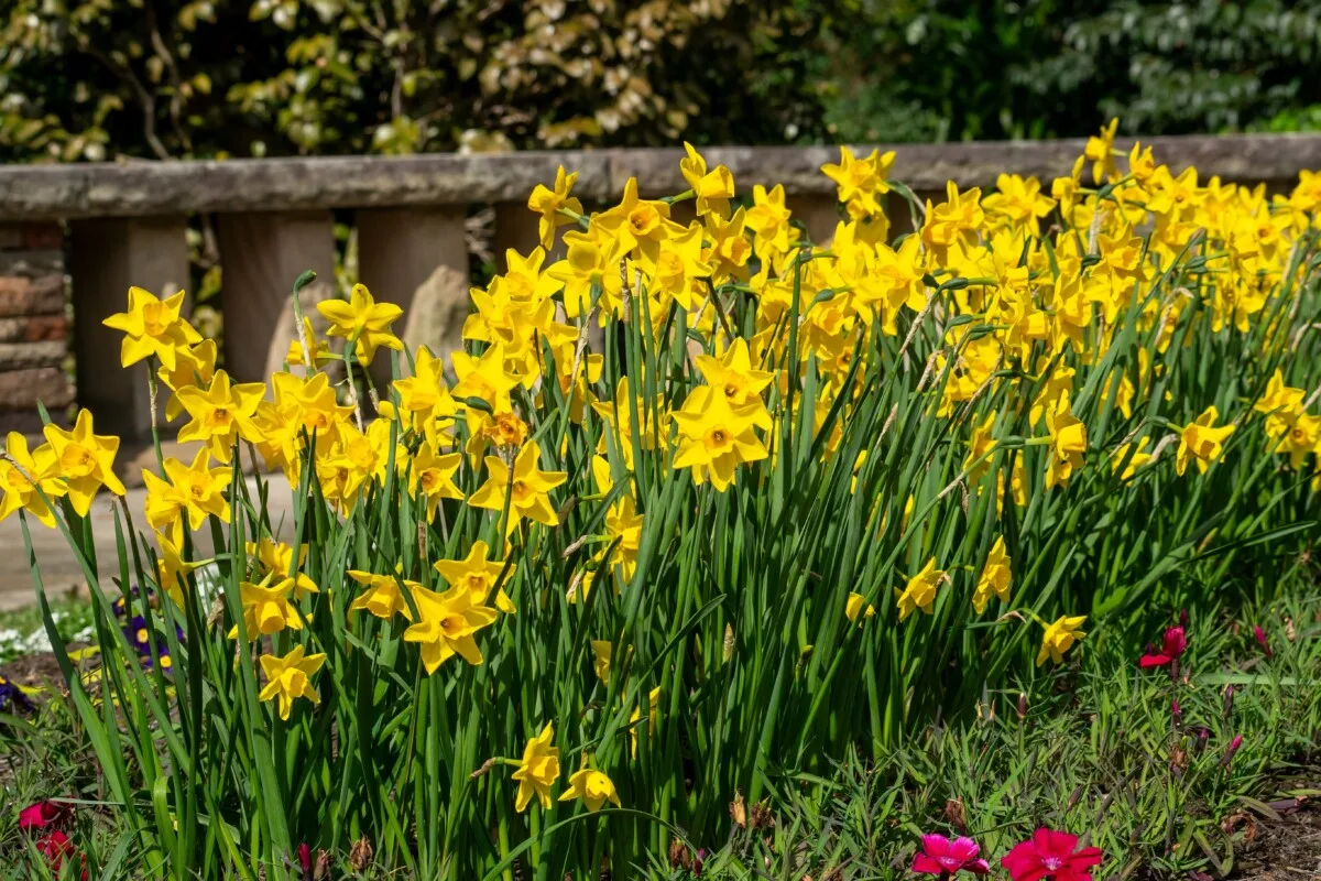 Yellow daffodils in a park