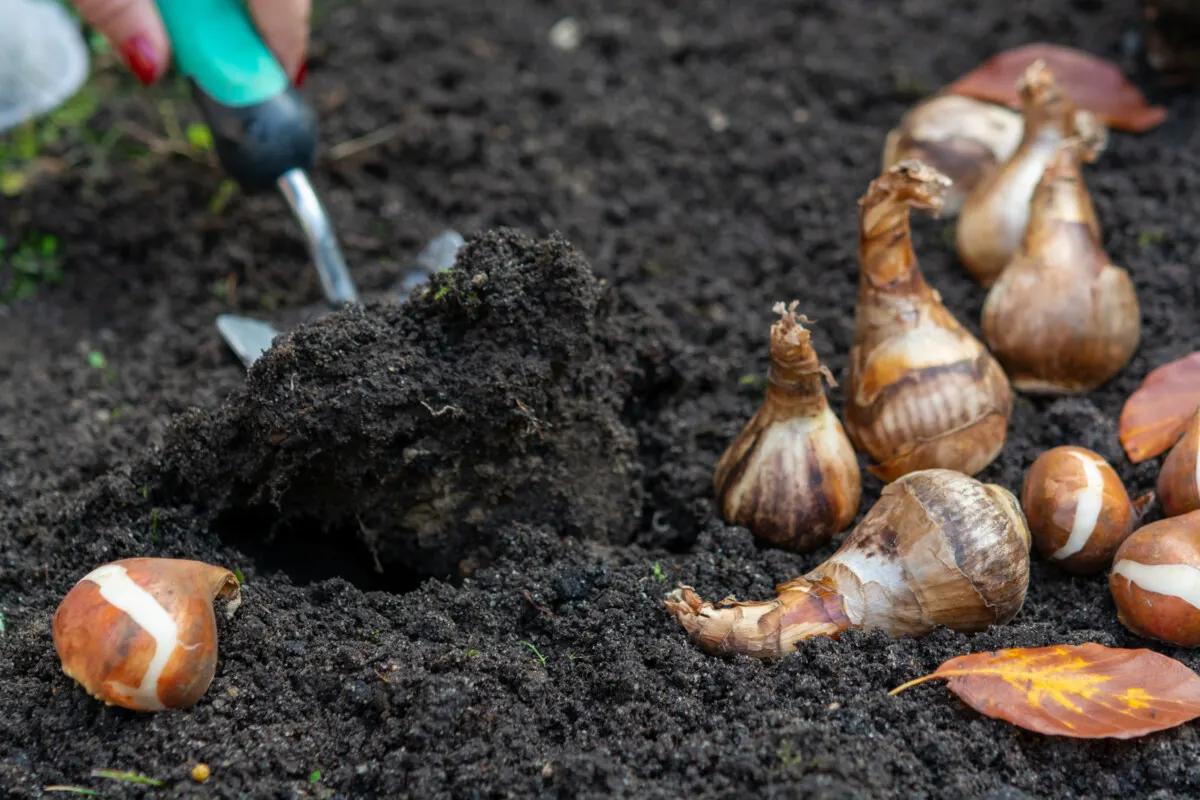 Woman's hand digging dirt to plant daffodil bulbs.