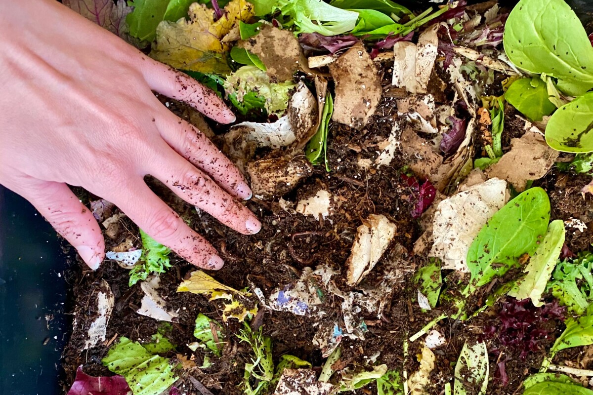 woman's hand spreading coffee grounds in compost