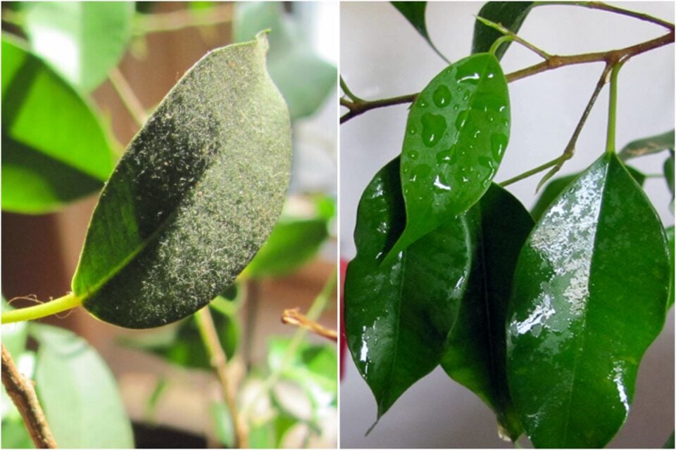 Why You Need To Clean Dust Off Houseplants (& 9 Ways To Do It)