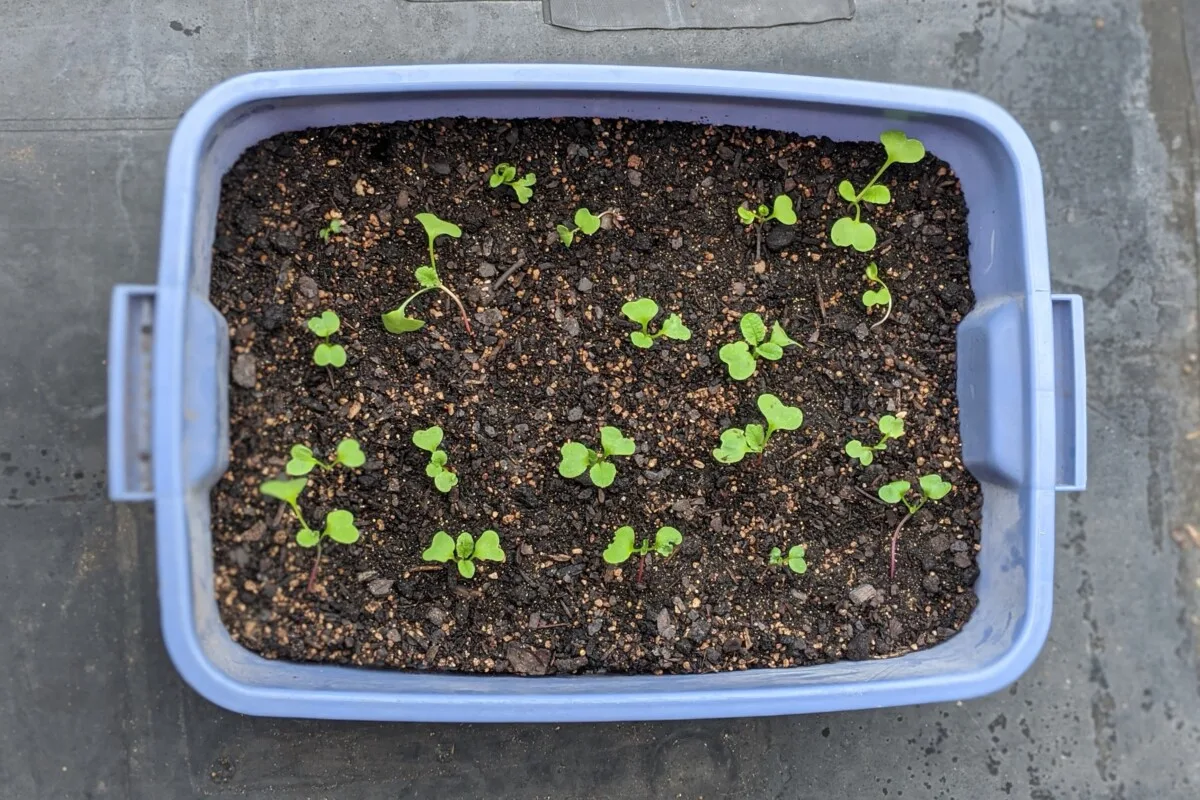 Storage container with radish seedlings. 