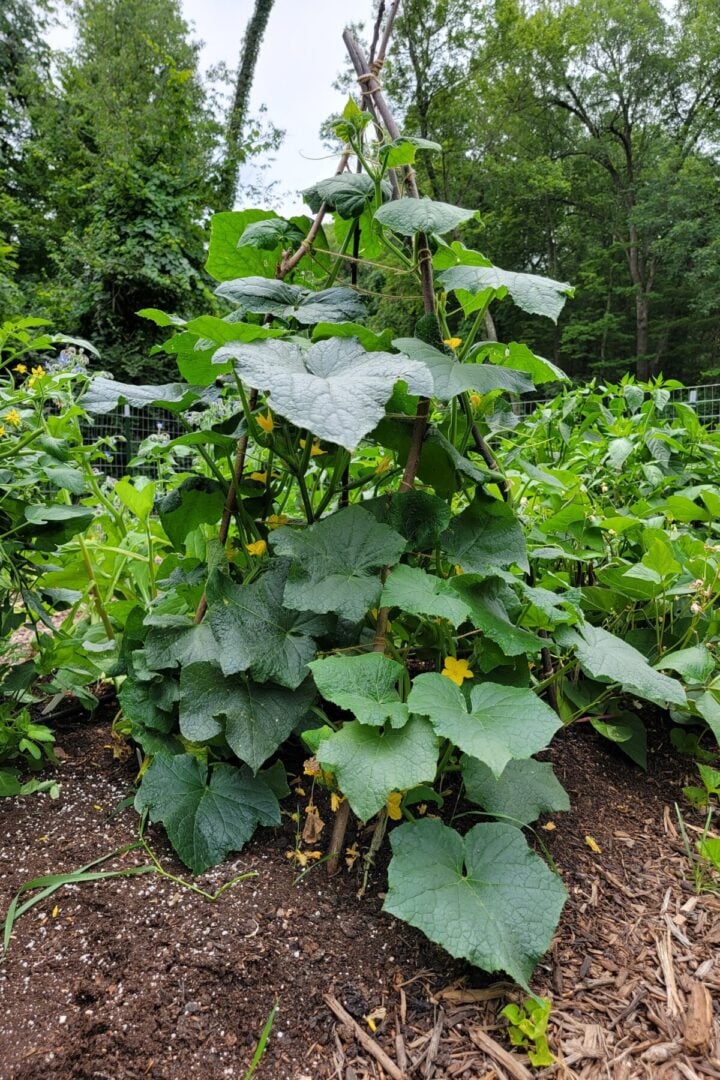 Picture of Start a Garden for Free – No-Nonsense Advice from a Real Gardener
