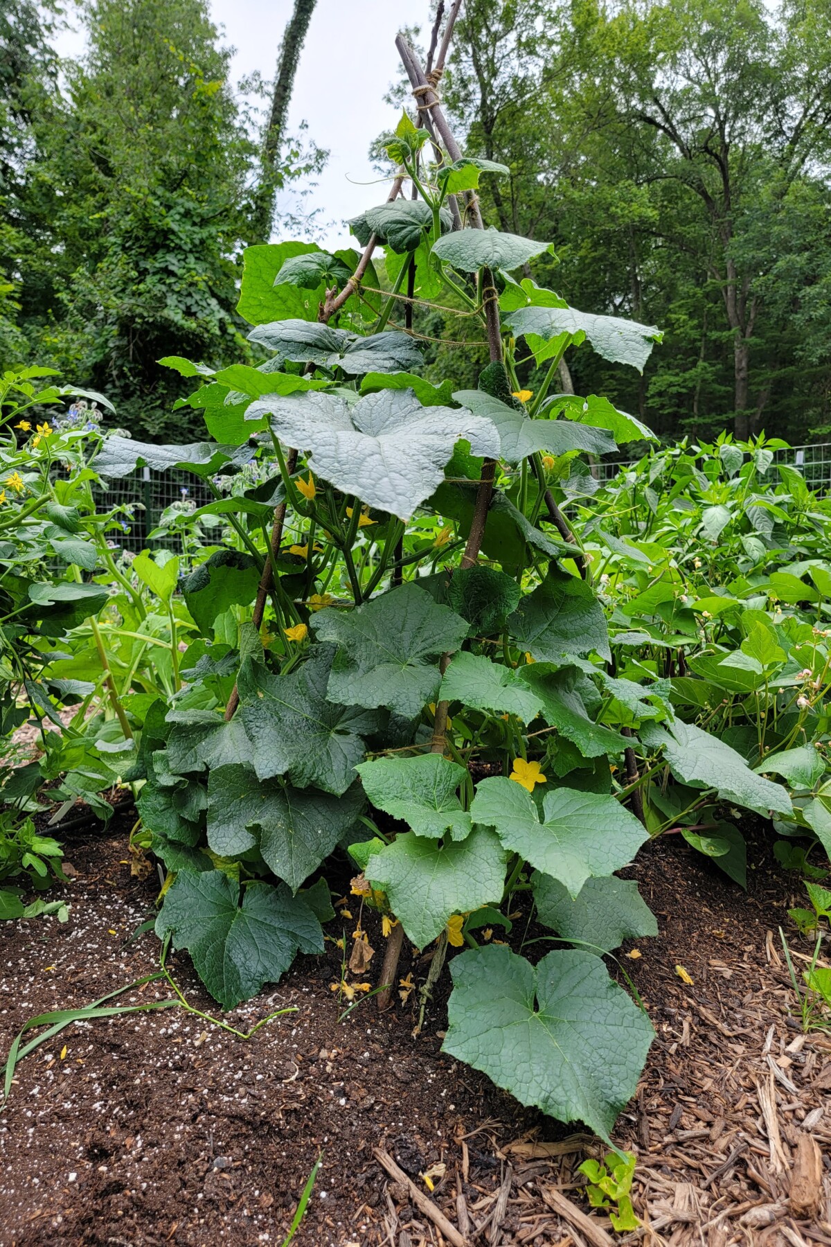 cucumbers growing up twigs
