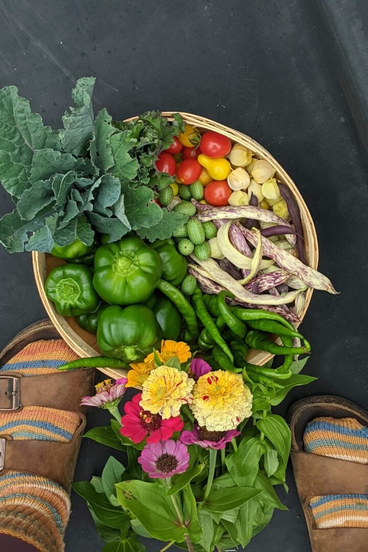 Picture of Start a Garden for Free – No-Nonsense Advice from a Real Gardener
