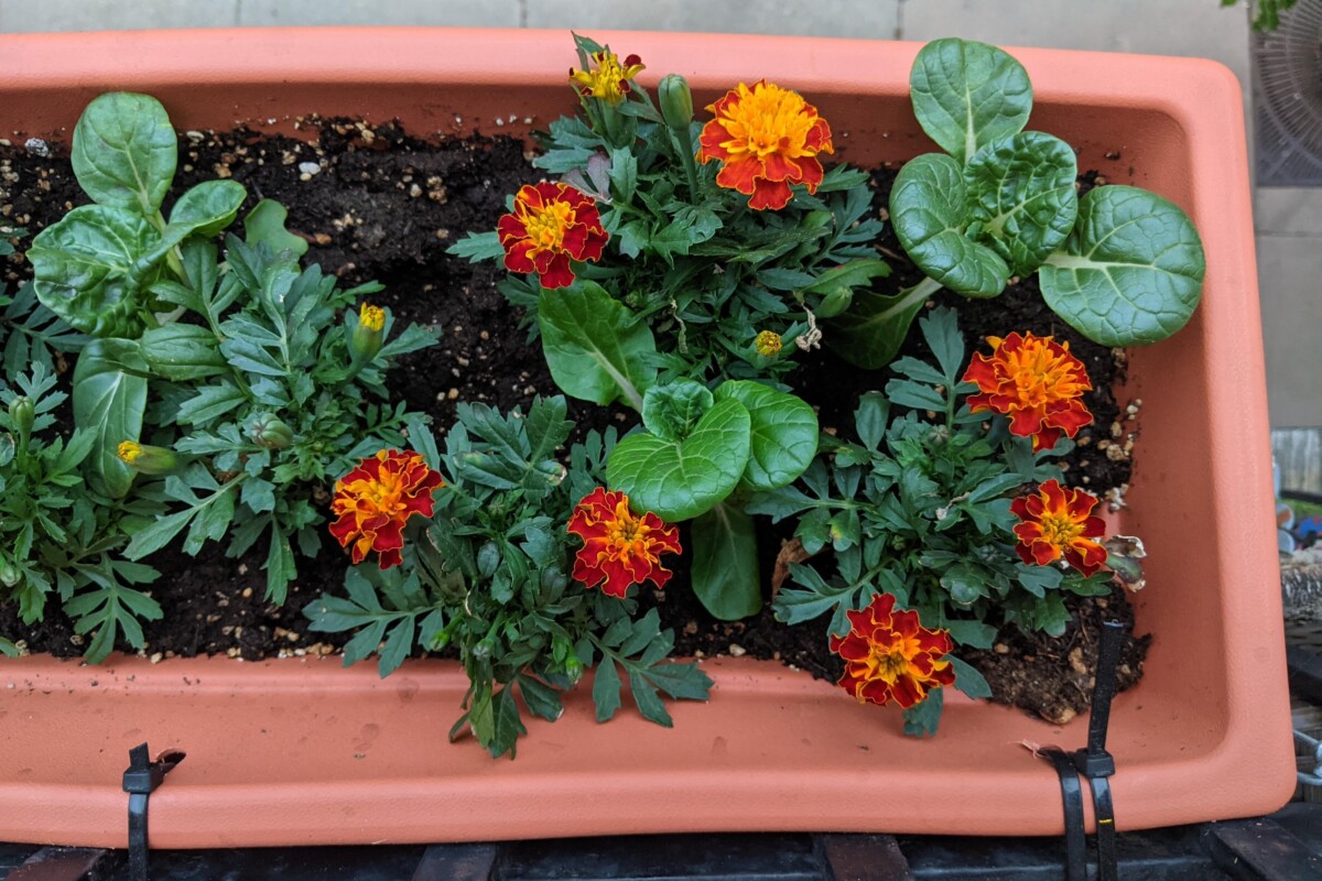 Flower box with marigolds and baby bok choy