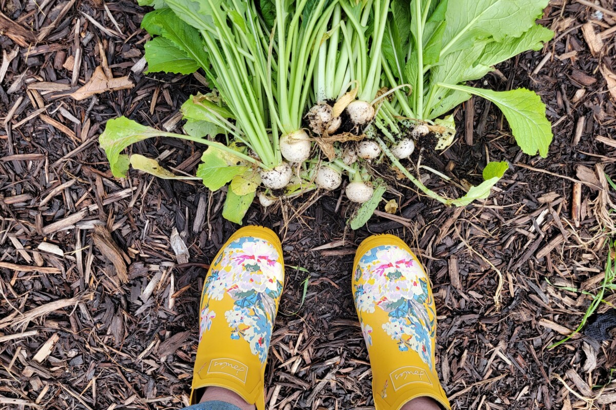 yellow boots white turnips