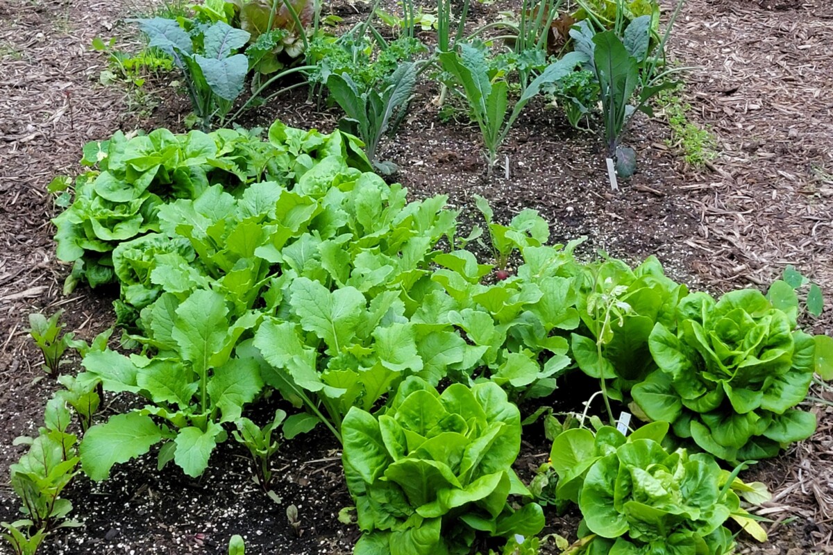 Heads of buttercrunch lettuce growing