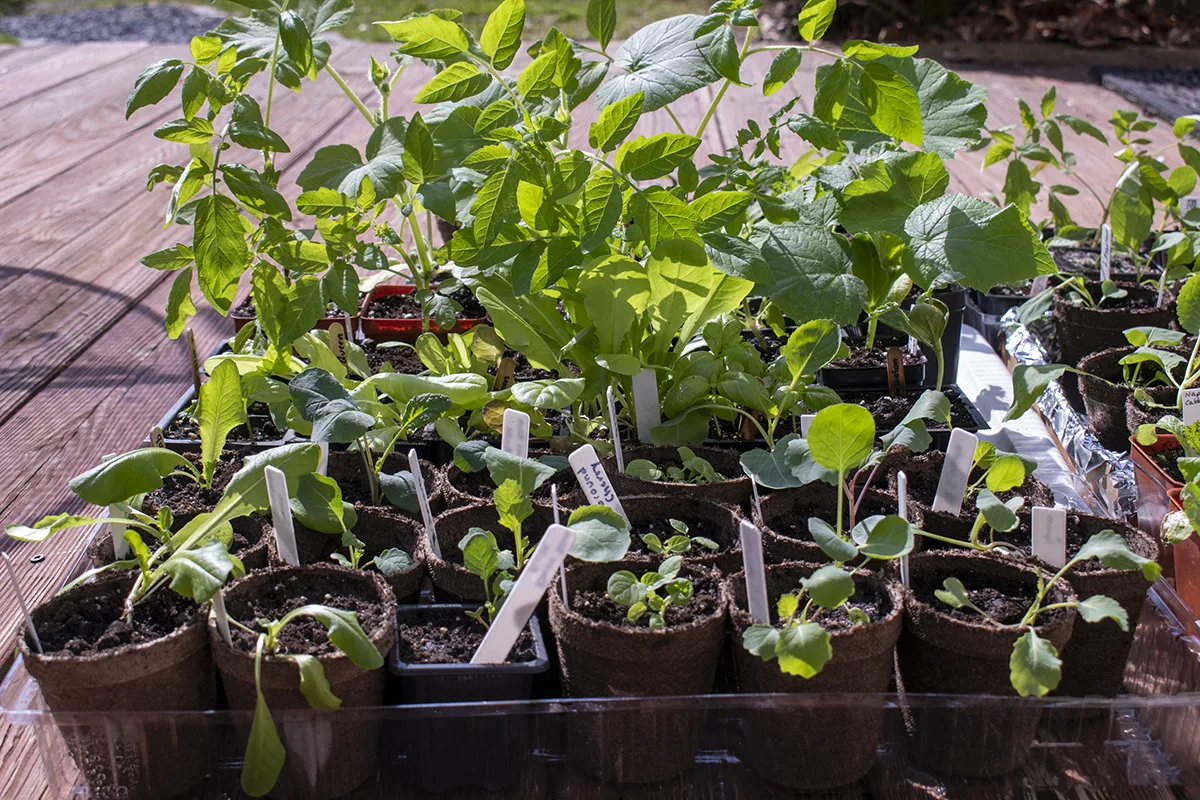 Several trays of seedlings hardening off in the sun