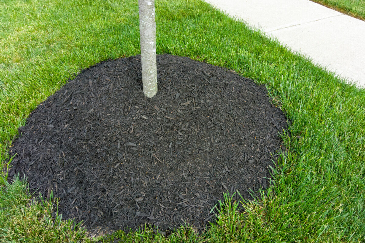 New tree with too much mulch around the base