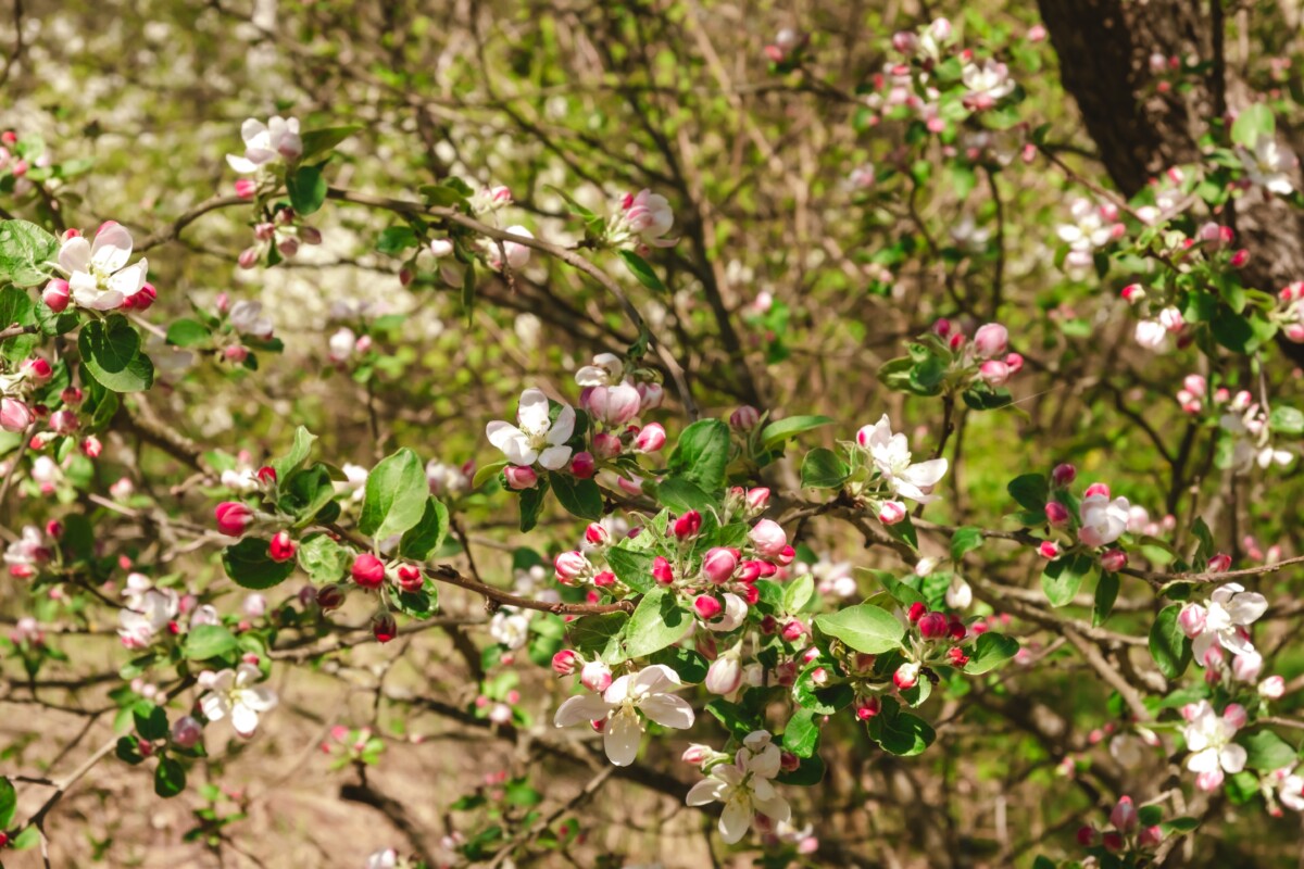 no-spring-prune-apple.jpg
