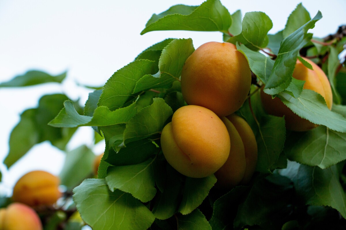 no-spring-prune-apricot.jpg