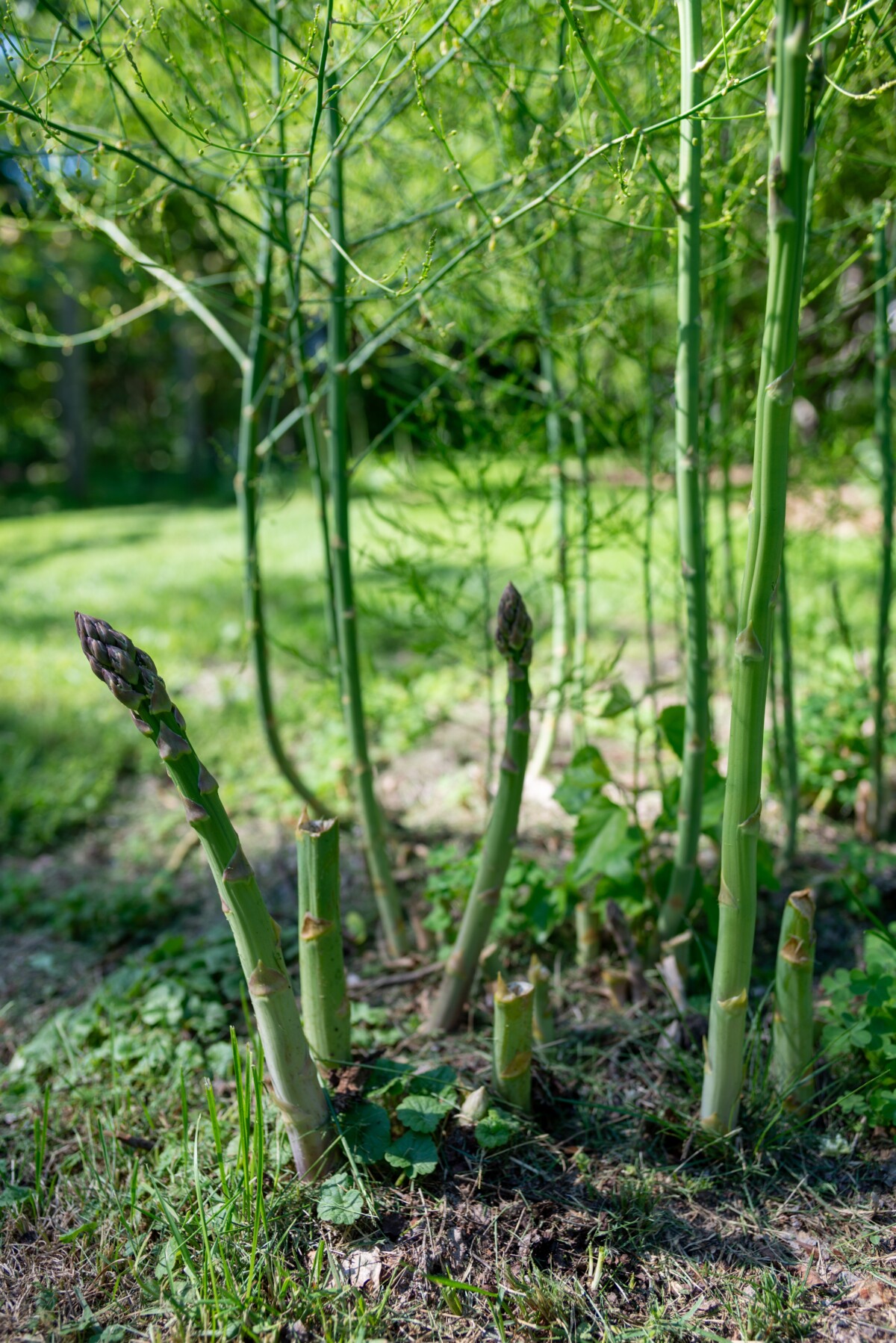 no-spring-prune-asparagus.jpg
