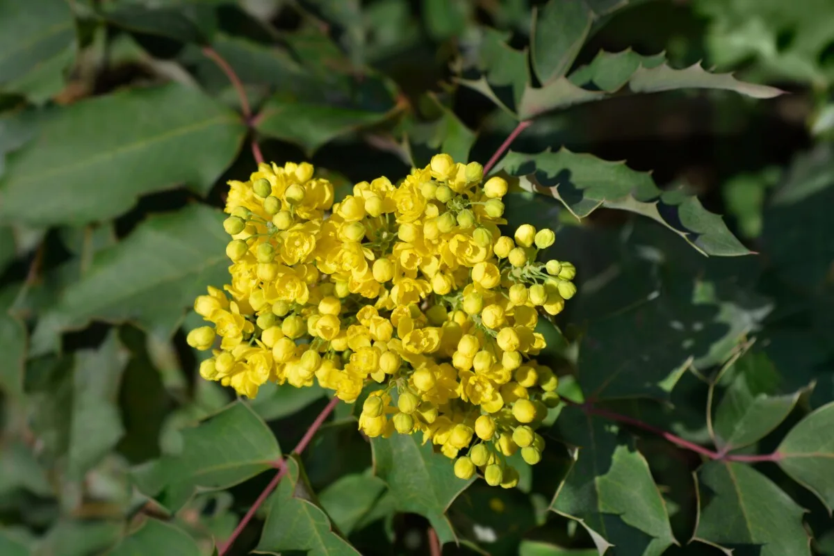 no-spring-prune-barberry.jpg.webp