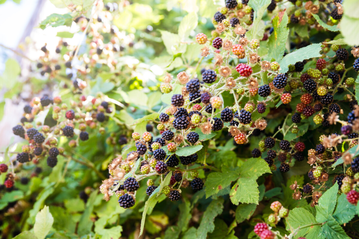 no-spring-prune-blackberry.jpg