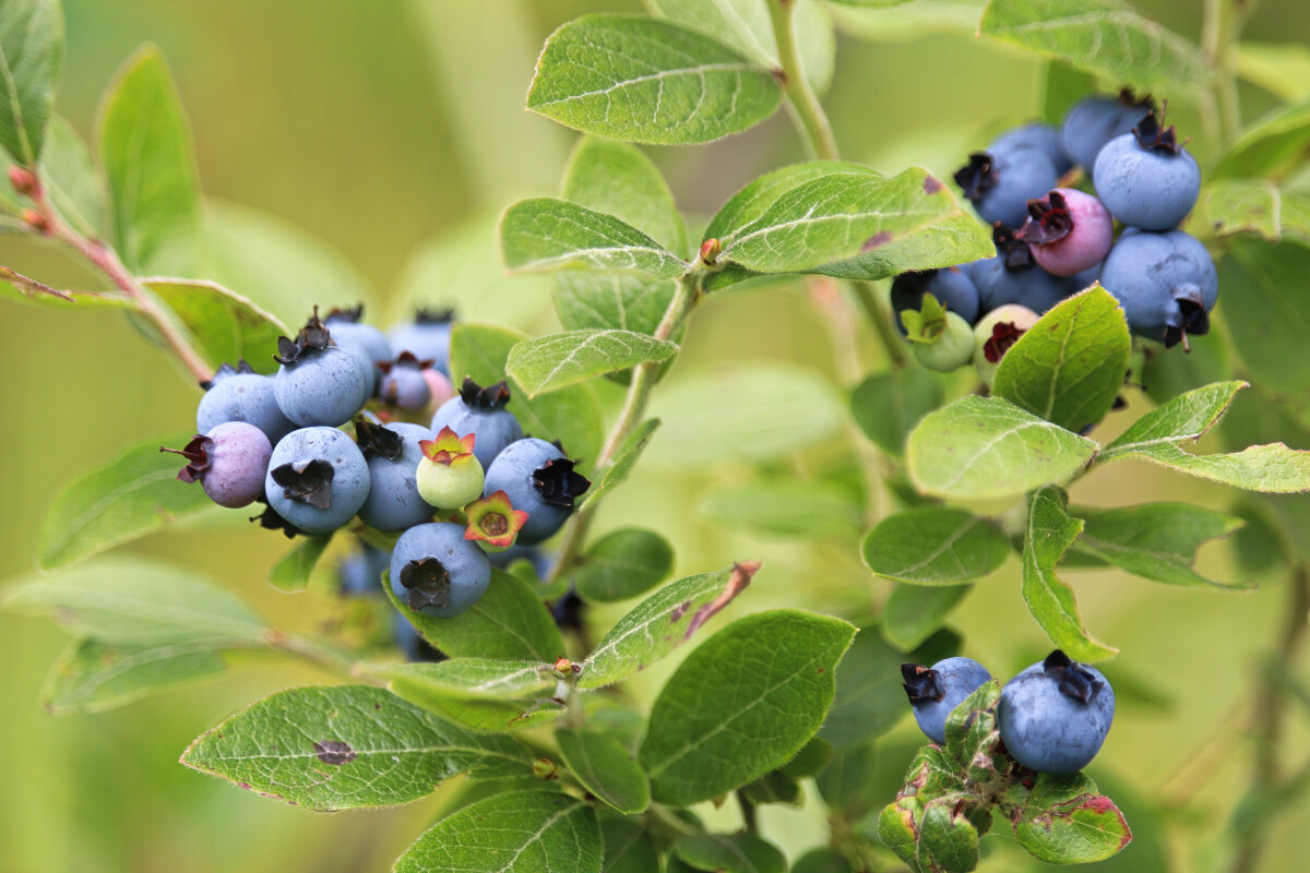 no-spring-prune-blueberry.jpg