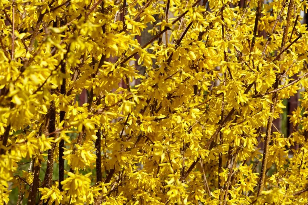 Forsythia