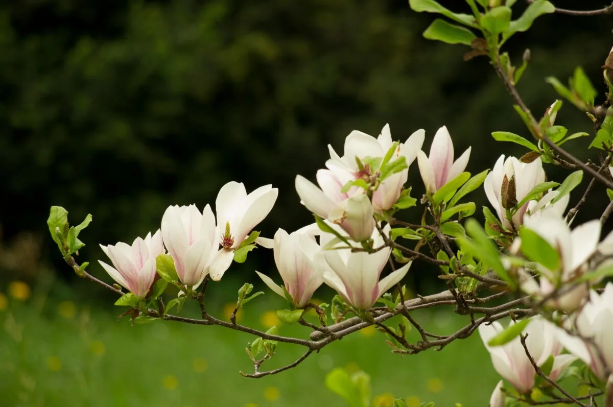 Magnolia