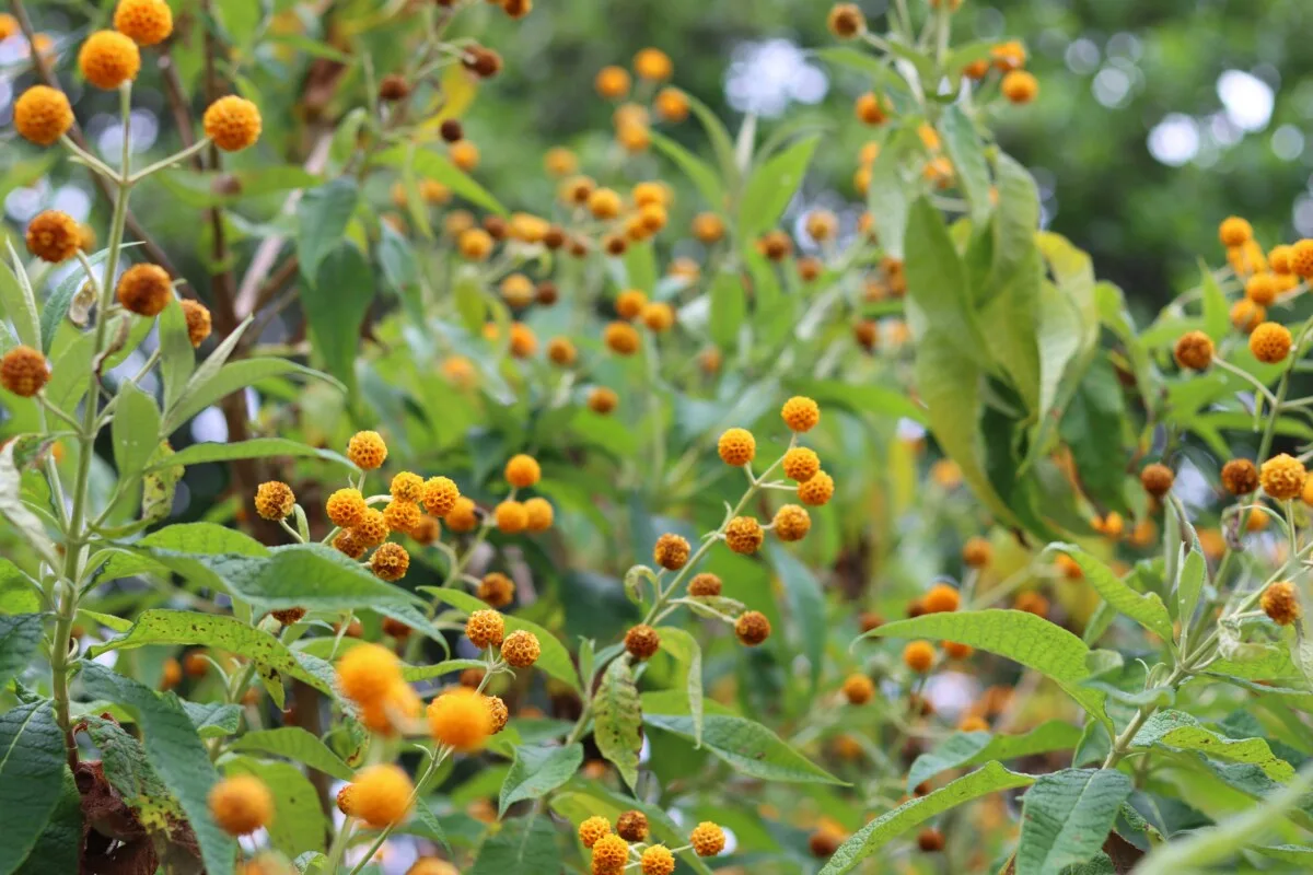 Orange ball tree