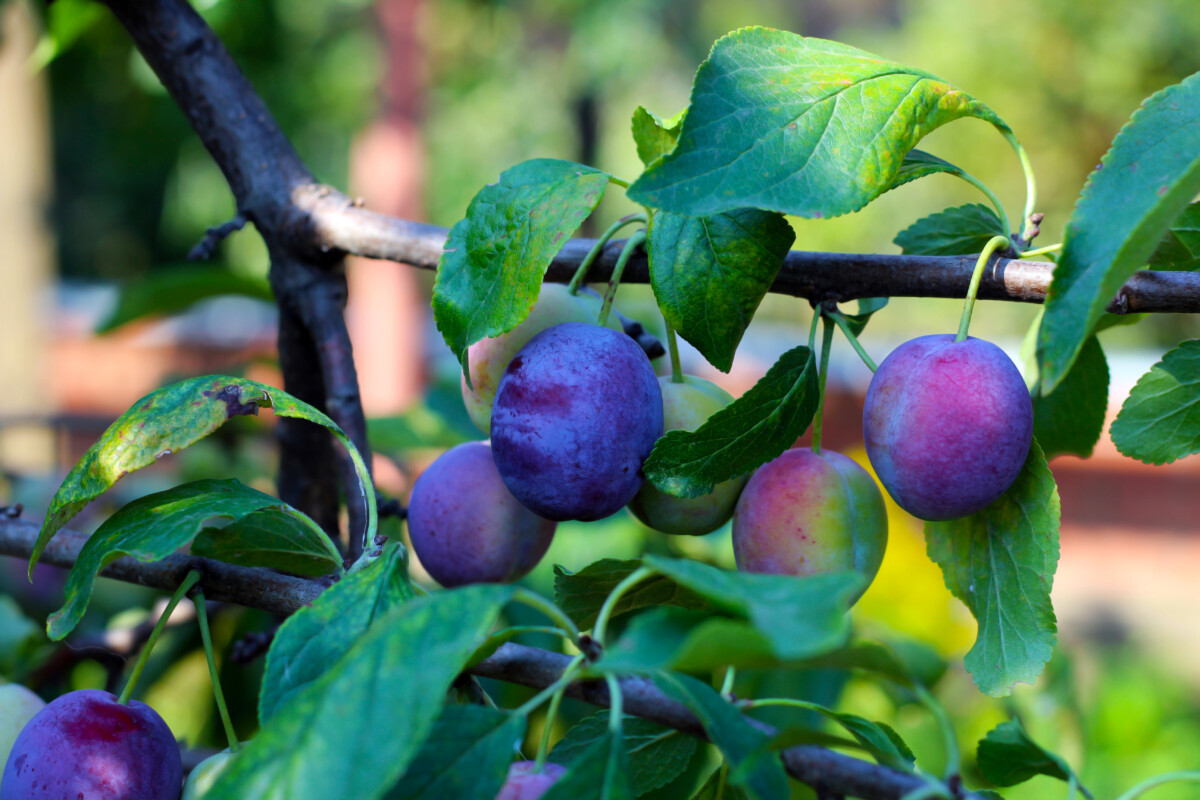 no-spring-prune-plum.jpg