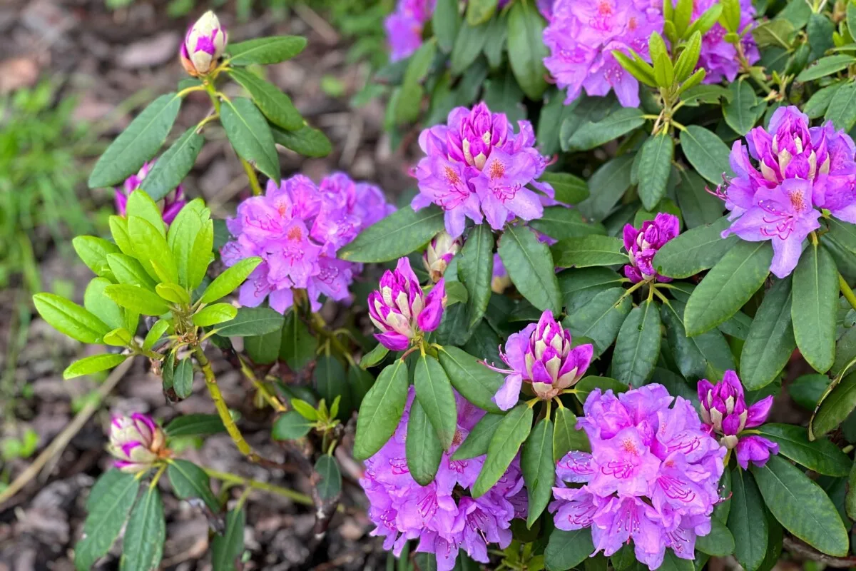 Rhododendron