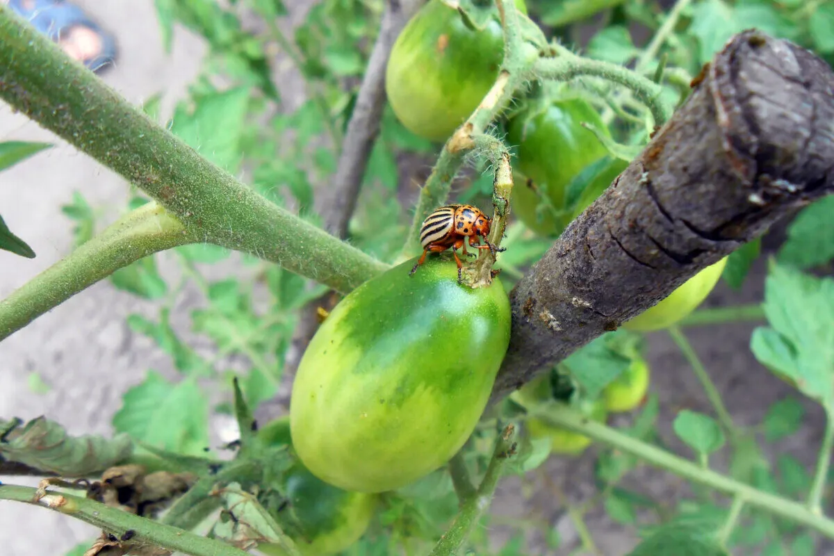 Potato beetle on a tomato plant.