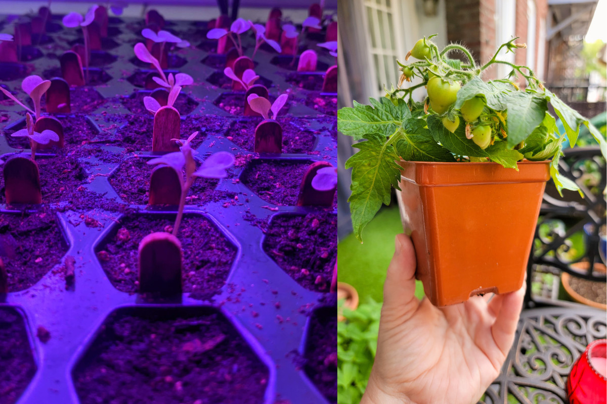 Photo collage, seedlings under grow light, and a hand holding up a tomato seedling