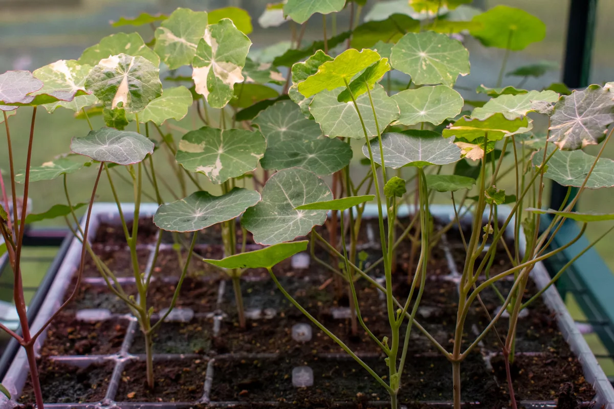 Nasturtium seedlings