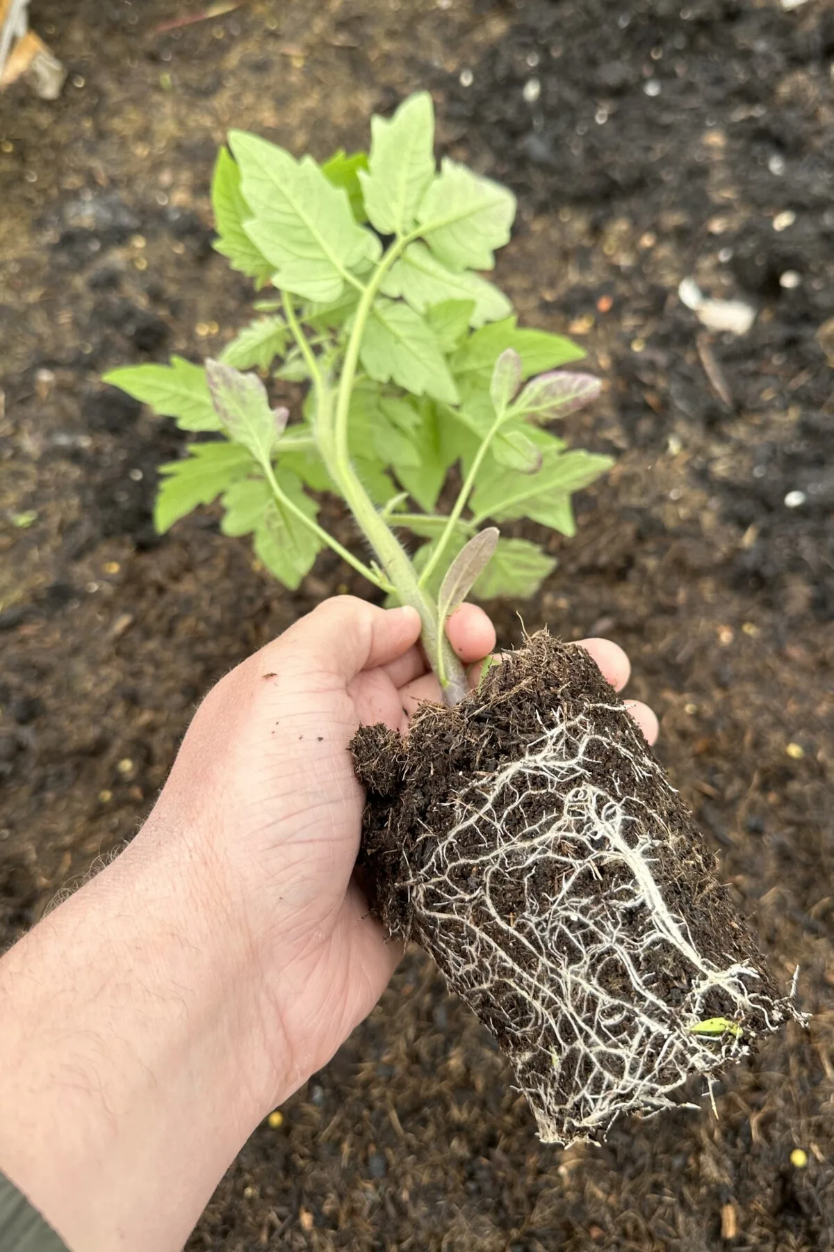 Large, healthy tomato seedling