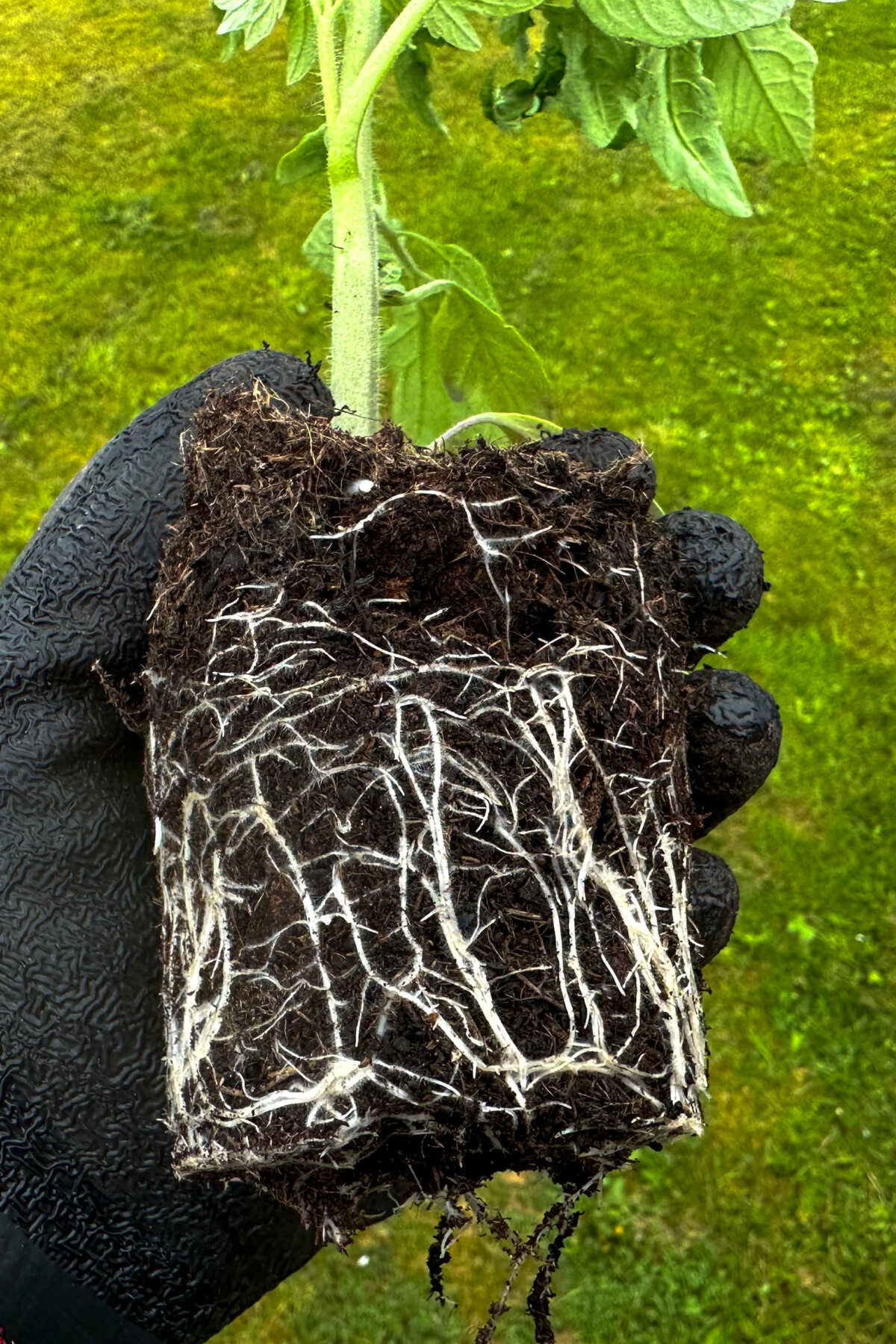 Tomato seedling with lots of healthy roots.