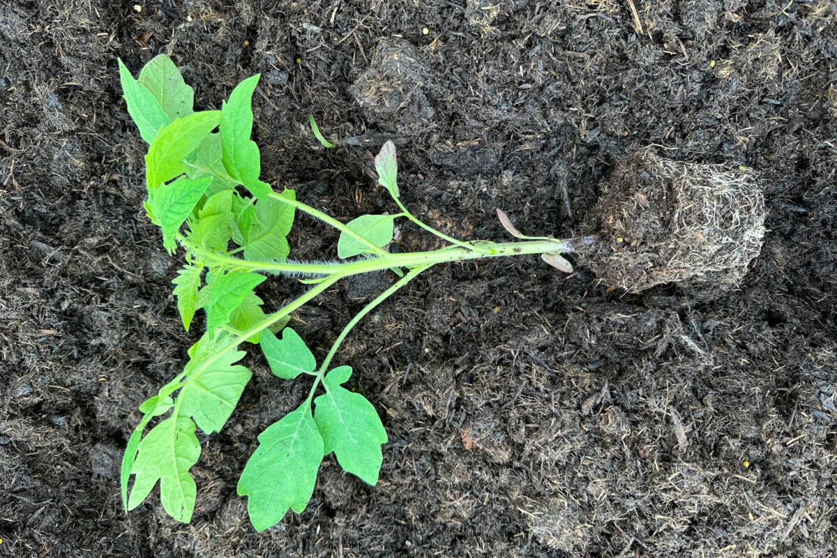 Tomato seedling planted sideway