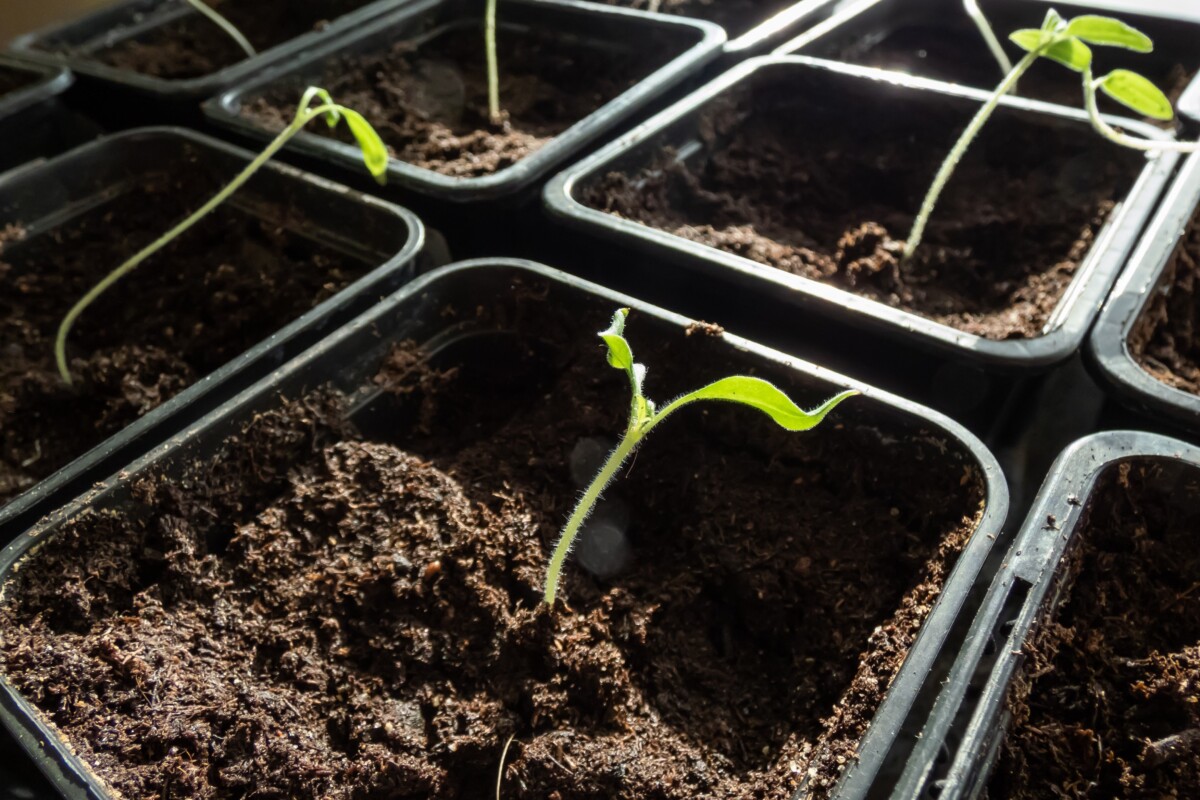 Stretched out tomato seedlings