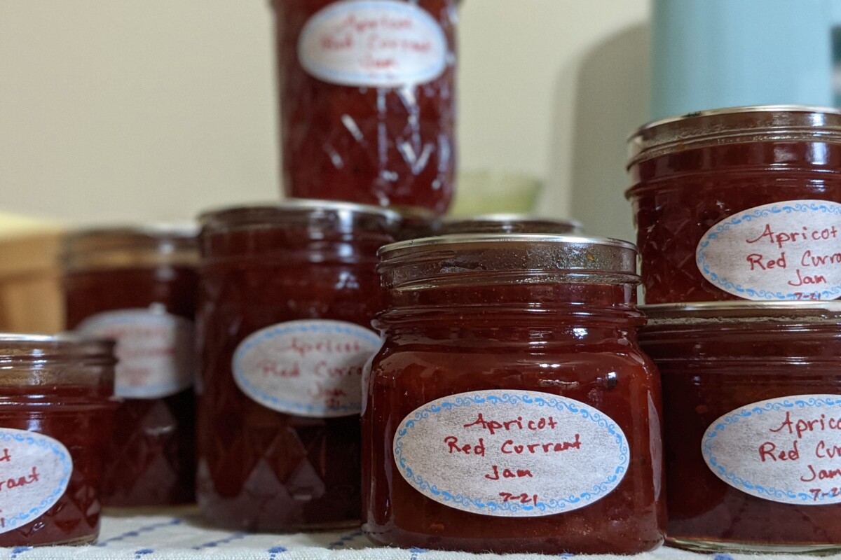 Jars of apricot red currant jam
