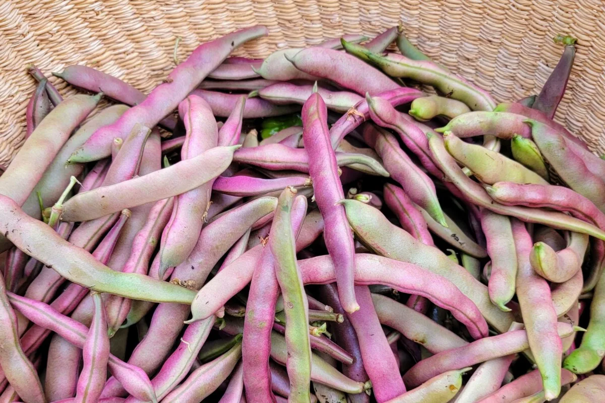 Basket of red swan beans