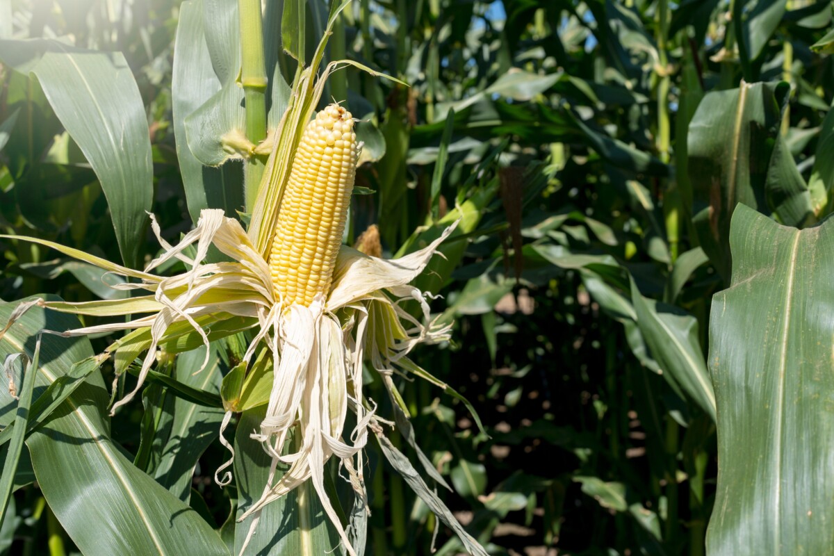 Corn on the stalk