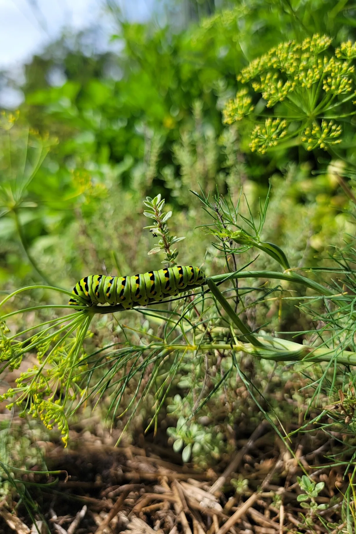 Dill with a caterpillar on it
