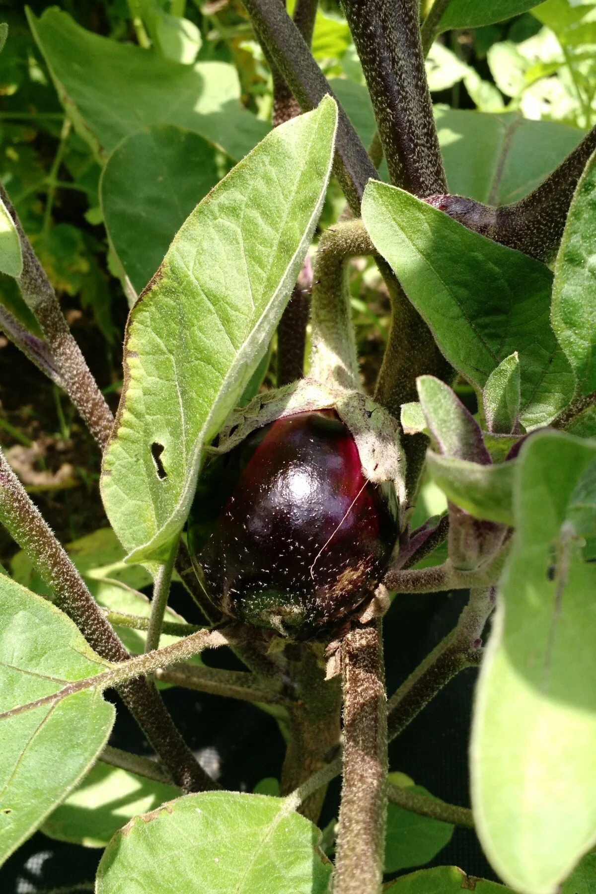 Eggplant growing