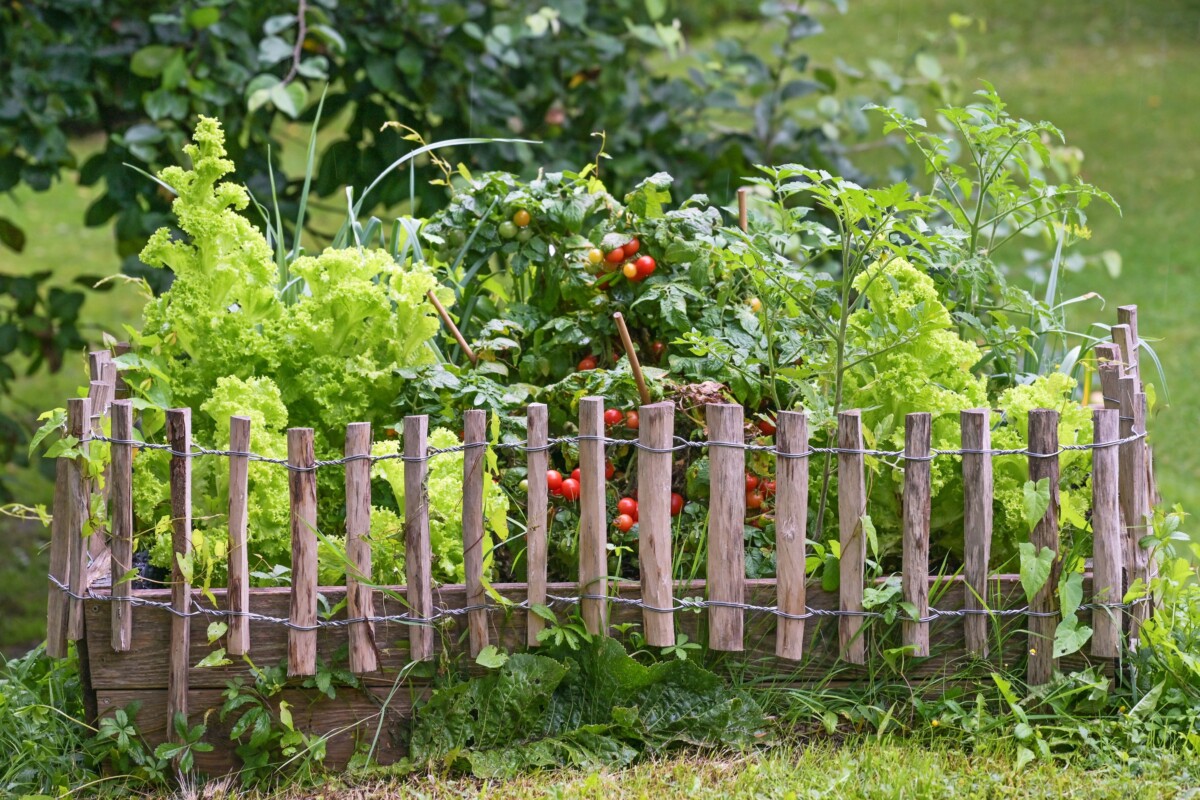 Lettuce and tomatoes growing together