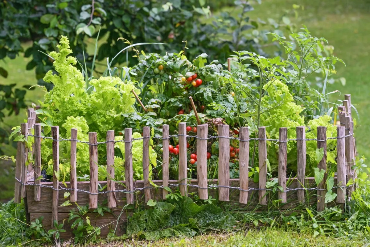 Lettuce and tomatoes growing together