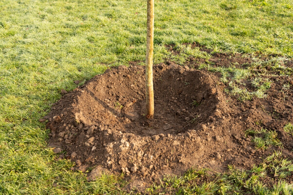 Mounded soil around newly planted tree
