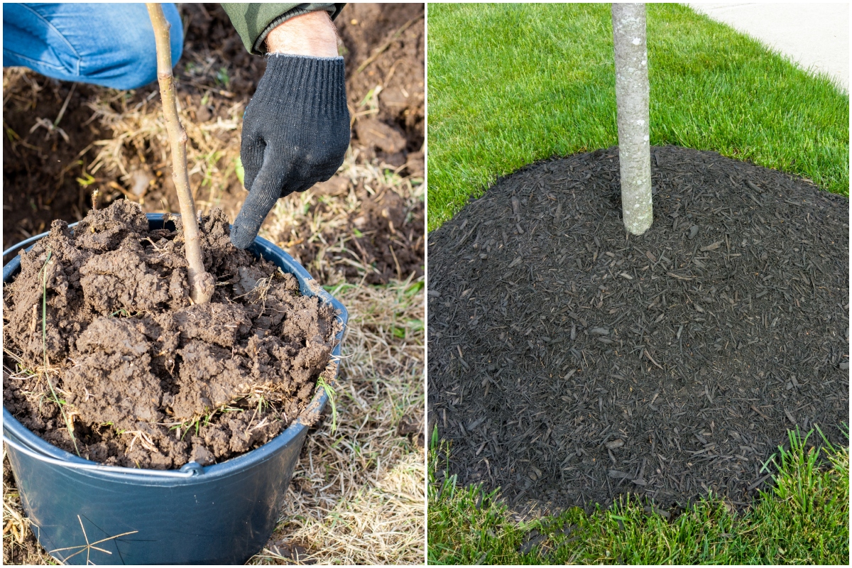 Hand pointing to a tree graft on a tree in a bucket and a tree with too much mulch around the base
